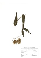 藏品(田代氏澤蘭)的圖片